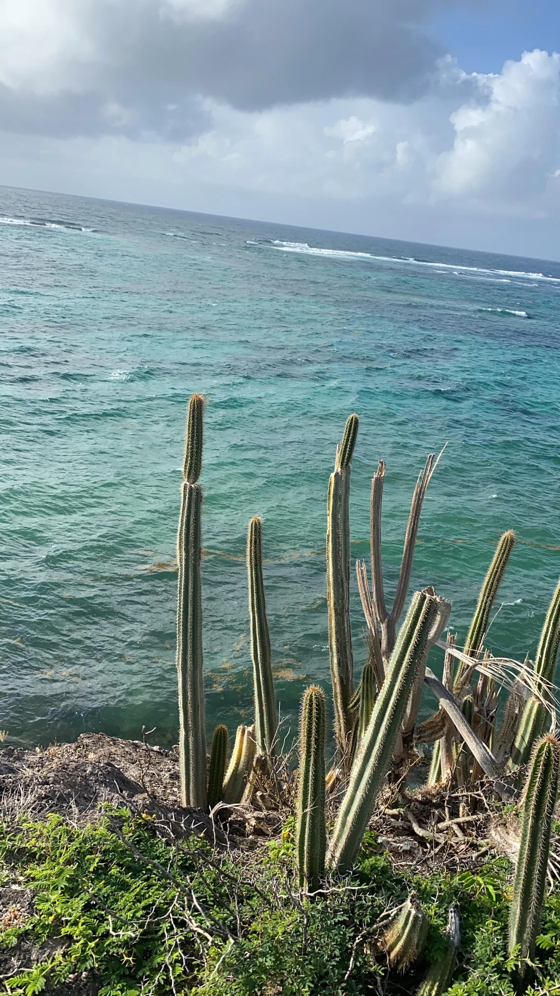 Cactus dressés face à l’océan dans une lumière naturelle