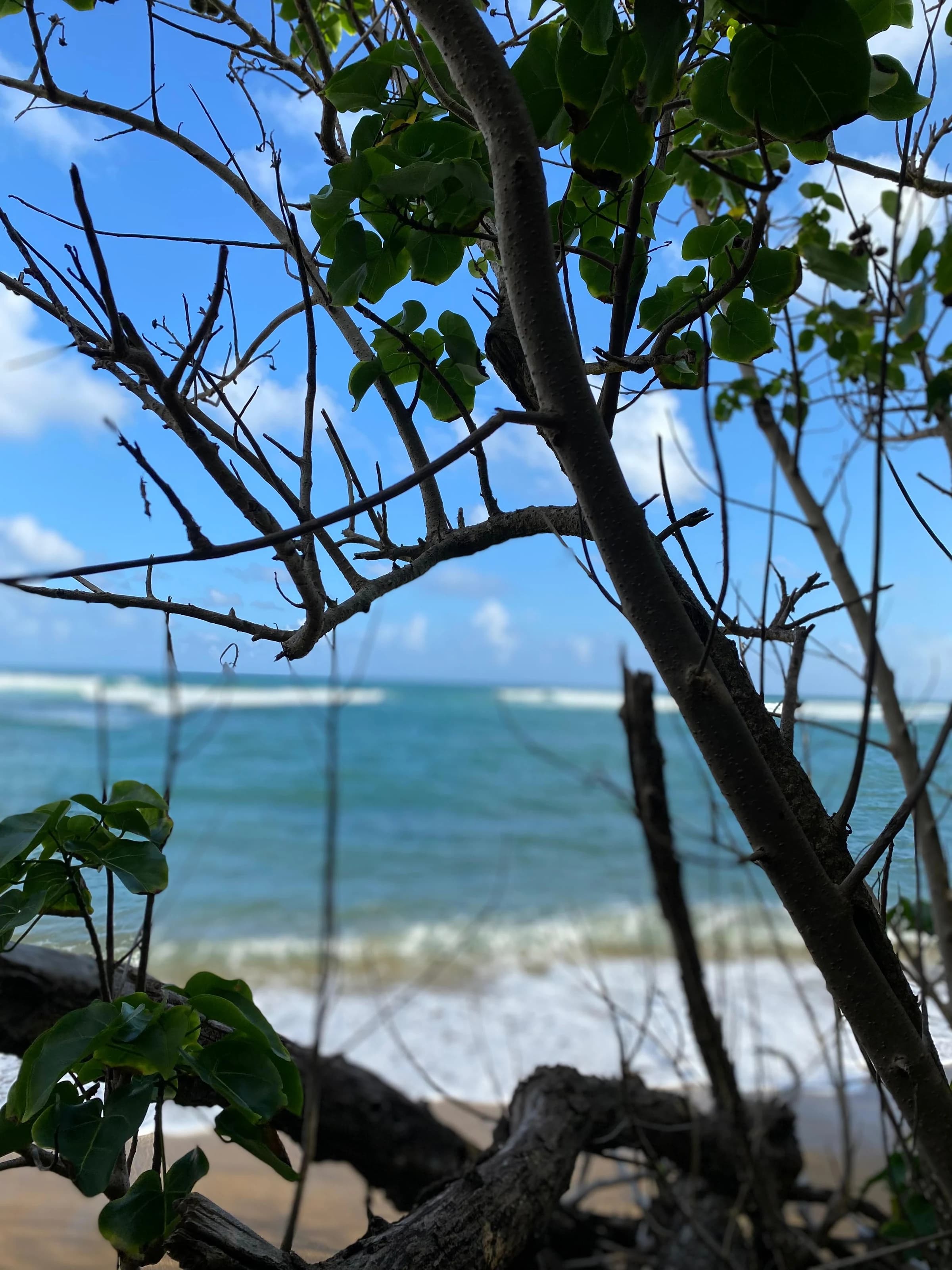 Vue sur la mer à travers les branches d’un arbre côtier