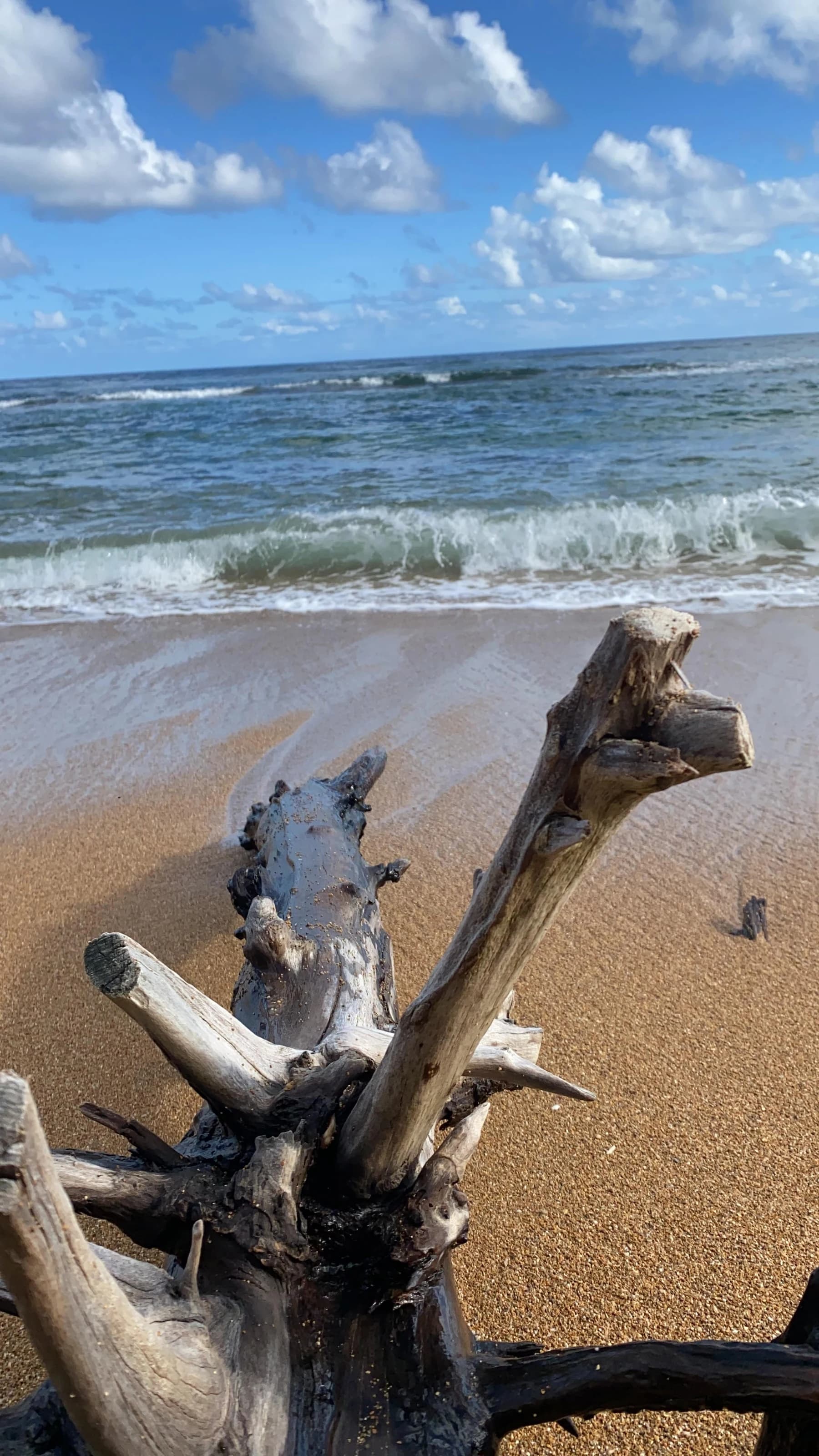 Bois flotté sur le sable face aux vagues