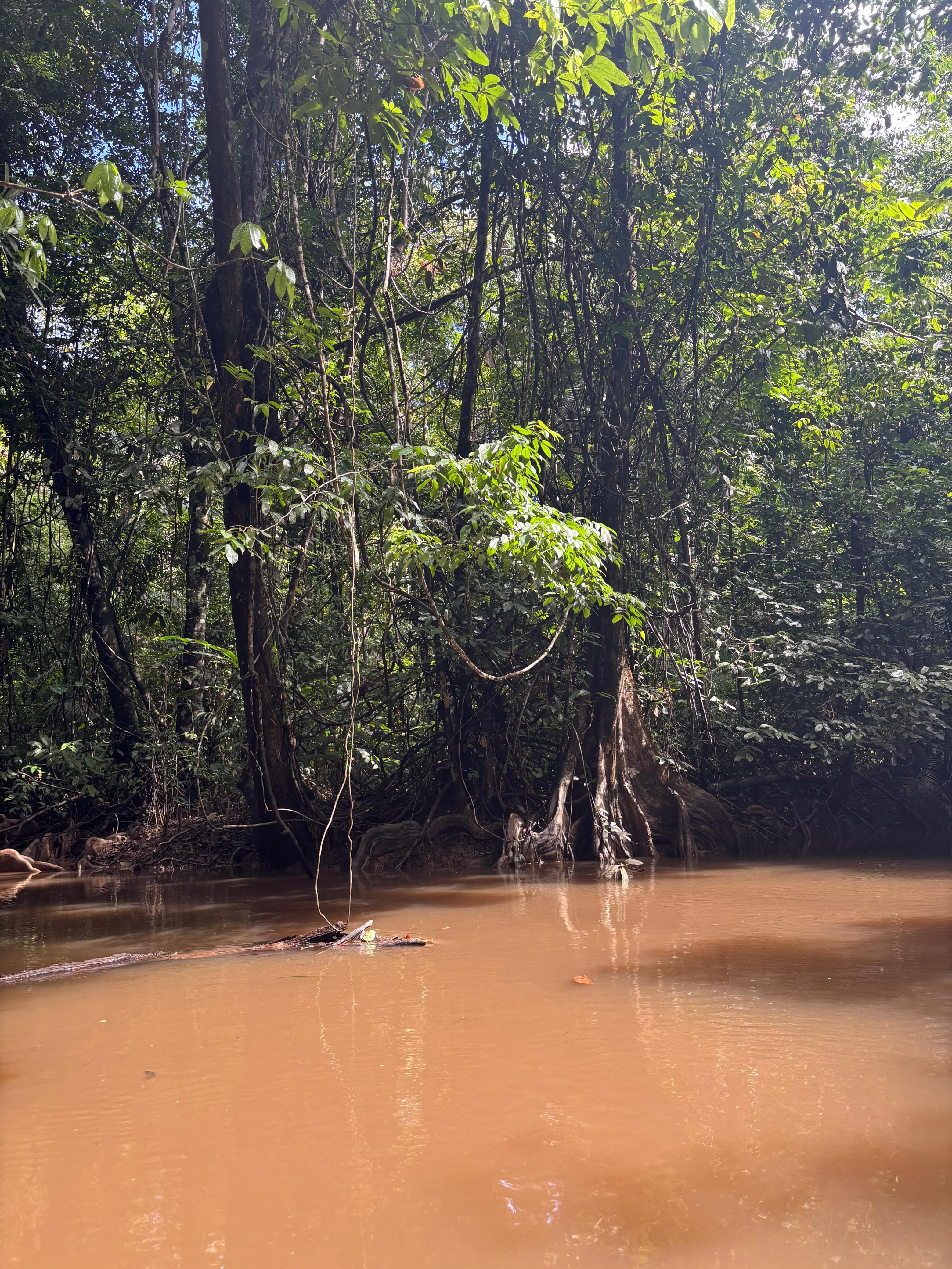 Nature tropicale calme